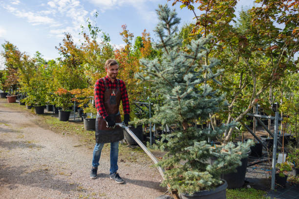 Best Tree Root Removal  in Rden, WA